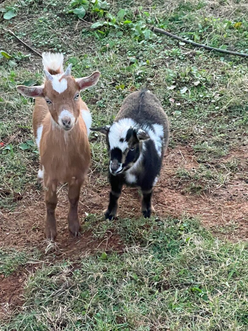 Two Baby Goat in Green Grass Farm